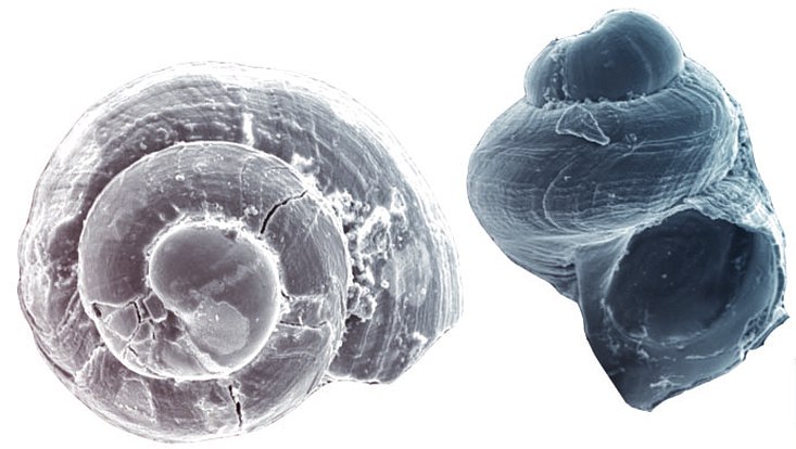 Environmental Conditions Impact Offspring S Form In Sea Snail Species Newsroom Universitat Hamburg