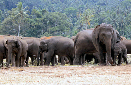 Die meisten und die tödlichsten Angriffe durch Tiere auf Menschen gehen in Nepal von Asiatischen Elefanten aus. Foto: Pixabay