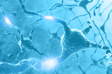 Der SFB 936 „Multi-Site Communication in the Brain – Funktionelle Kopplung neuronaler Aktivität im Zentralnervensystem“ untersucht die Funktion von Netzwerken in gesunden und kranken Gehirnen. Foto: SFB 936
