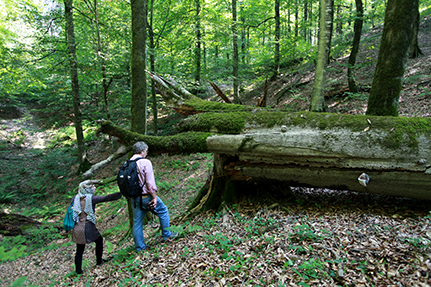 Besonders spannend für die Holzwissenschaft: Die riesigen, unbewirtschafteten Wälder. Foto: UHH/Zentrum Holzwirtschaft