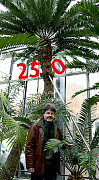 Dr. Carsten Schirarend vor der ältesten Pflanze der Universität: einem Palmfarn. Palmfarne werden im Durchschnitt 5 bis 10 m hoch, einzelne Arten können auch 15 Meter Wuchshöhe erreichen. Foto: UHH/Schoettmer