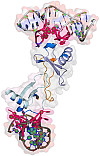 Struktur des Spiegelmers NOX-E36, gebunden an das Entzündungsprotein CCL2. Grafik: Dominik Oberthür/CFEL: 