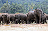 Die meisten und die tödlichsten Angriffe durch Tiere auf Menschen gehen in Nepal von Asiatischen Elefanten aus. Foto: Pixabay